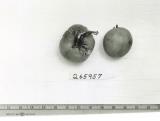 Click for 1 image(s) for this accession. FRUIT